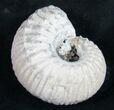 Liparoceras Ammonite - Very D #9716-2